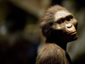 Antes del alba. La evolución