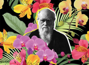 Darwin evolución
